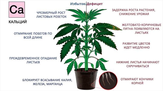 Состав древесной золы часть 1 смотреть онлайн