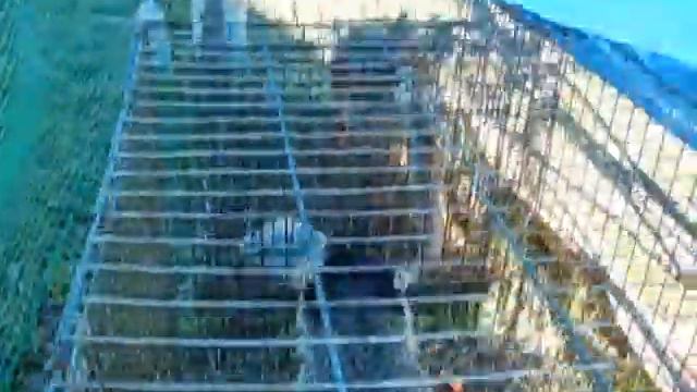 Еноты ручные с выездом на дом /8(916)702-11-08/ Енот для съёмки смотреть онлайн