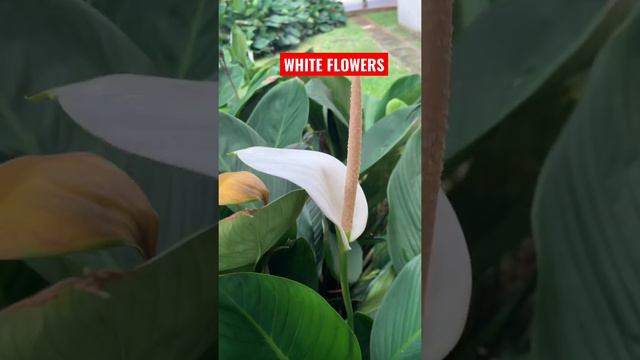 Anthurium WHITE FLOWERS#beautifulflowers смотреть онлайн