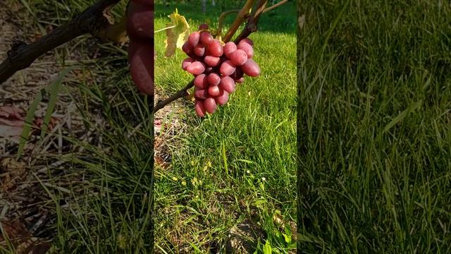 виноград Талдун ! смотреть онлайн