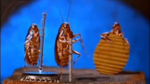 ТАНЦУЮЩИЕ ТАРАКАНЫ/dancing cockroaches