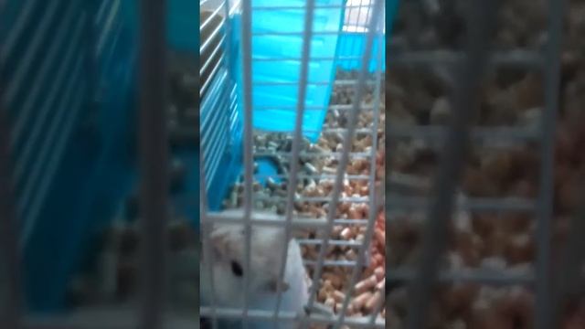 Как хомяки пьют из автопоилки смотреть онлайн