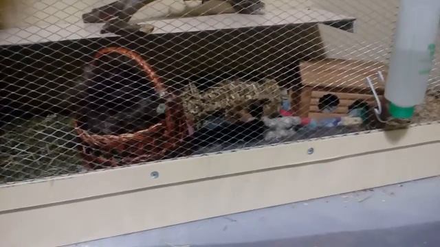 Домашняя ласка смотреть онлайн