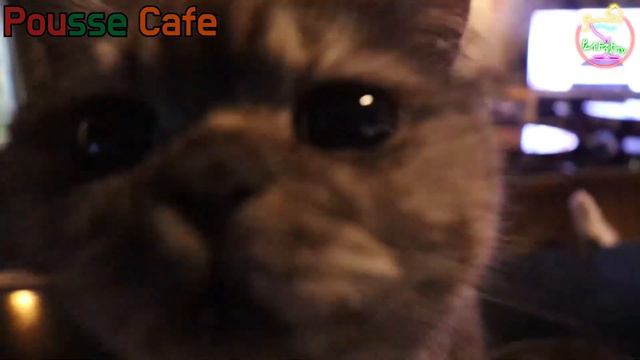 [푸스카페]조주기능사 실기 시험 칵테일.신호등 칵테일 만들기! смотреть онлайн