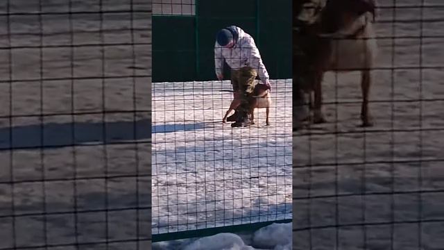 Питомник Рус Терьер смотреть онлайн