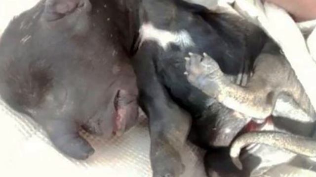 САМЫЕ НЕОБЫЧНЫЕ И СТРАННЫЕ ЖИВОТНЫЕ В МИРЕ. Топ 8 странных животных. смотреть онлайн