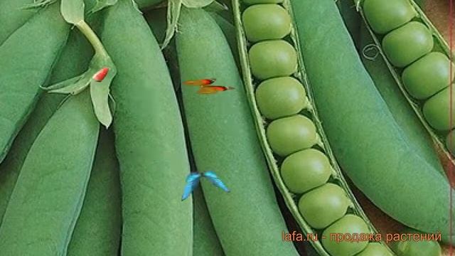 Горох овощной Оскар Агро (oskar agro) ? горох Оскар Агро обзор: как сажать семена гороха Оскар Агро смотреть онлайн