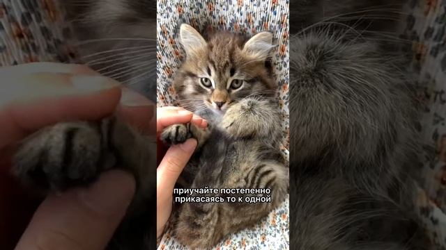 Как приучить кошку сидеть на руках? #shorts #котенок #кот #коты #зоопсихолог смотреть онлайн