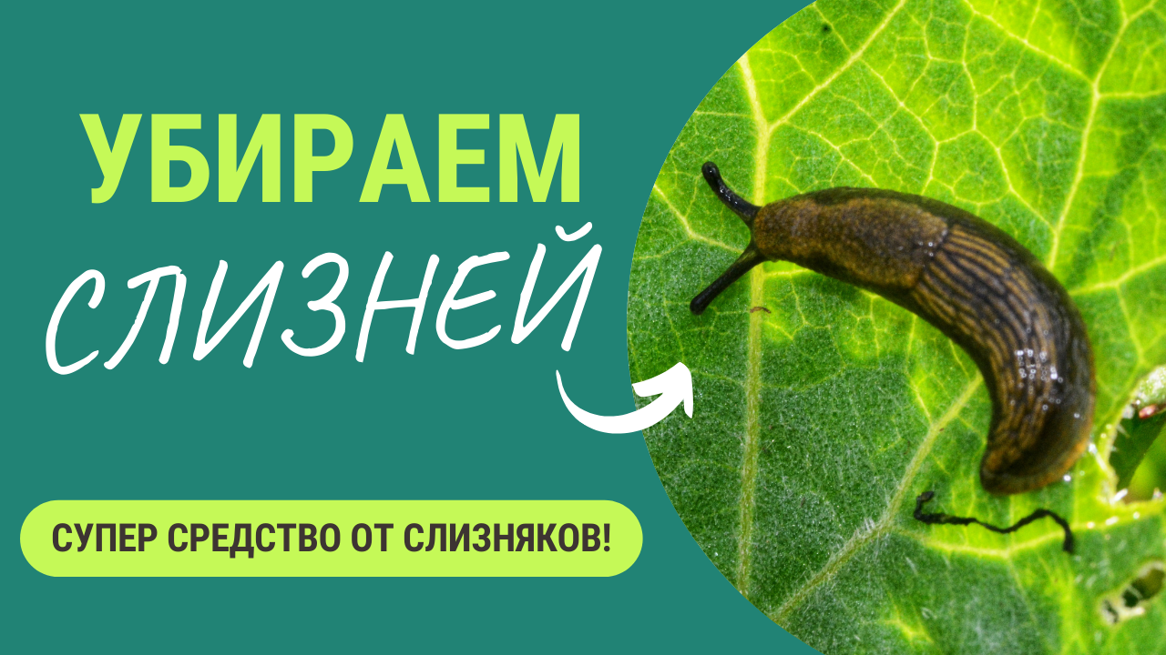 Как мы намучались со слизняками, пока не нашли это средство 😤. Защита от слизняков смотреть онлайн