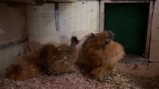 Первый опыт инкубации. смотреть онлайн