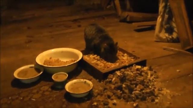 🌟Жизнь диковатых котят! Часть-35.🌟😸😺😼🌟 смотреть онлайн