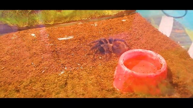 Перебороли с детьми свои страхи...А вы сможете??? Павуки не страшные, а милые =))) смотреть онлайн