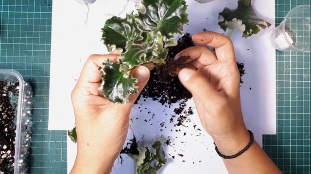 Отделение Деток От Листа Фиалки смотреть онлайн