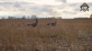 Чучела белолобого гуся Duck Mania Робот