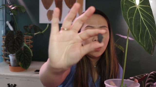 Anthurium Warocqueanum & Regale In Pumice & Lava Rock Substrate + Talking About Anthurium Luxurian