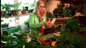 Подсолнух .Сеим правильно