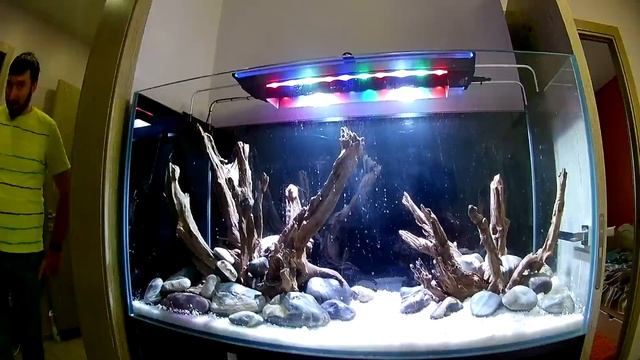 Запуск и оформление аквариума для цихлид. смотреть онлайн