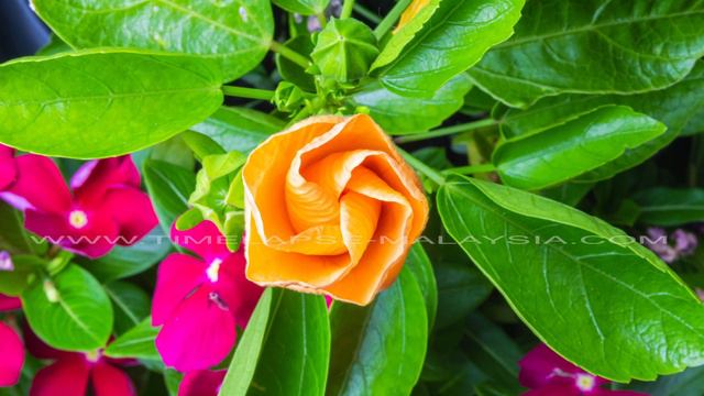 4k time lapse of a blossom of a Hibiscus смотреть онлайн