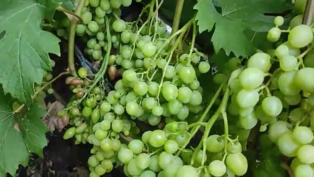 Румын селекция Гусева С.Э. второй год кусту - поразил своей урожайностью. Виноград Теплова Татьяна смотреть онлайн