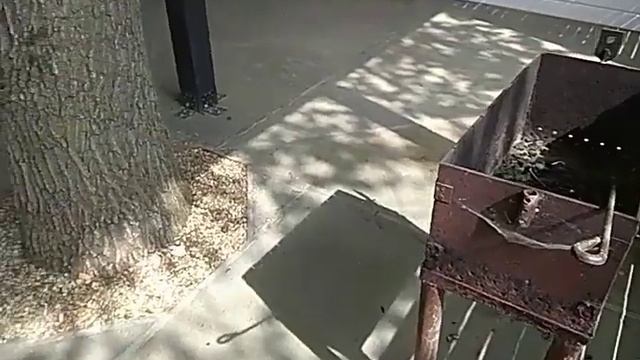 Беседка из дерева с растущими внутри её деревьями.Такую красоту я увидел впервые! смотреть онлайн