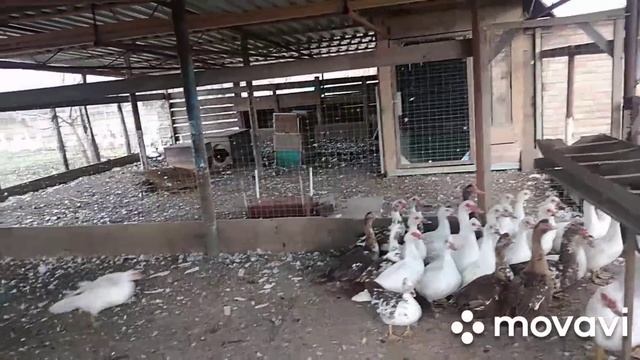 Умереть и не воскреснуть??сказ о том, как Эдик гусей на выставку купал?? смотреть онлайн