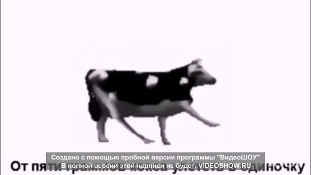 ПОЛЬСКАЯ КОРОВА(ПЕРЕВОД ПЕСНИ)