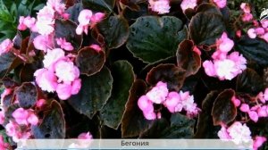 Окружающий мир 2 класс. Комнатные растения.