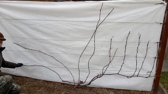 Ежегодная обрезка виноградного куста. смотреть онлайн