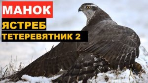 ?ГОЛОС (МАНОК) ЯСТРЕБ ТЕТЕРЕВЯТНИК 2