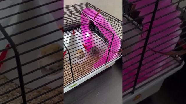 Смешной Красивый хомяк ? ❤️ смотреть онлайн