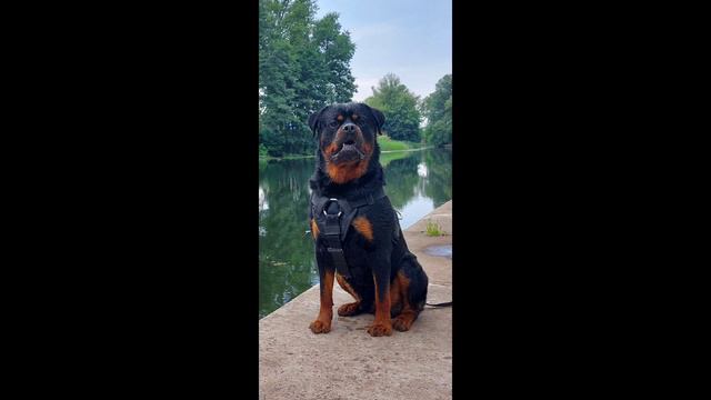 ЕЁ Величество Порода С очень хорошей психикой и Интеллектом в сочетании с карьерой ☆ЧЕМПИОНА☆ смотреть онлайн