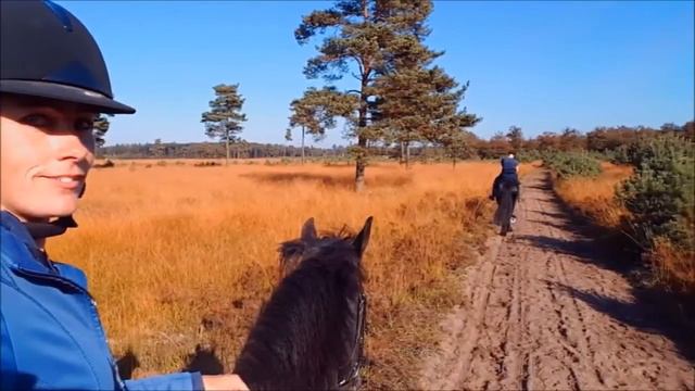 Friesian Horse Riding In The Forest! Appelscha Drents Friese Wold