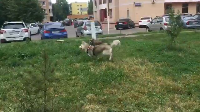 Питбуль и хаски на прогулке смотреть онлайн