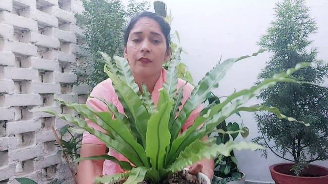 Bird nest fern care -देखभाल की बुनियादी जानकारी||How to grow and care Bird nest fern? #stress #fre смотреть онлайн