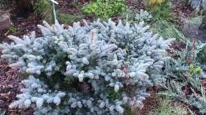 Сравнение елей в моём Саду Надежды: сизая Эхиниформис и европейская Нидиформис