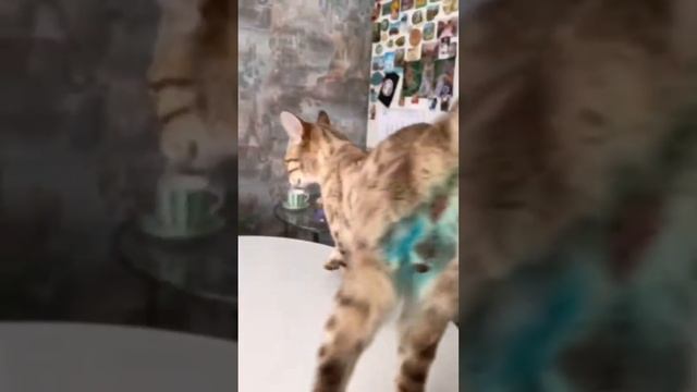 Приветы от братанов и др.хвостиков:) смотреть онлайн