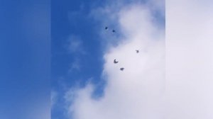 Полет серпасто-выворотных голубей по Георгию Кузьмичу Белогубу