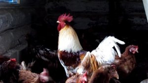 Подсадка кур - Всех кур и петухов посадил вместе. Драка петухов
