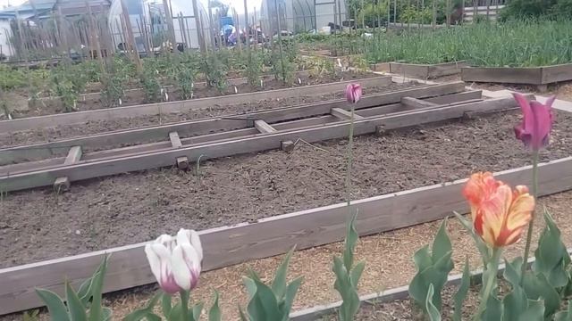 Об изменившемся цвете букетных тюльпанов. С луком - проблемы... 15 июня 2020 г. смотреть онлайн