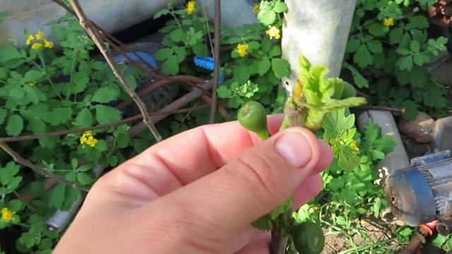 В этом году у нас будет свой инжир !!! Сегодня начнут перекрывать крышу\семья Сиротенко смотреть онлайн