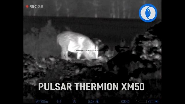 Pulsar Thermion XM50 смотреть онлайн