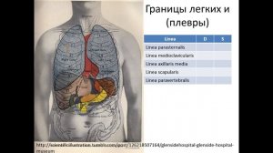 Границы легких и  плевры. Лекция для студентов