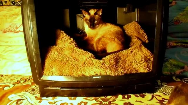 Домик для кошки из старого ЭЛТ телевизора смотреть онлайн