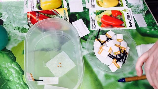 ВСЕГДА ЗАМАЧИВАЮ СЕМЕНА ПЕРЦА и ? БАКЛАЖАН - САМОЕ ВРЕМЯ !!! Пикировка ВЕРБЕНЫ ампельной ! смотреть онлайн