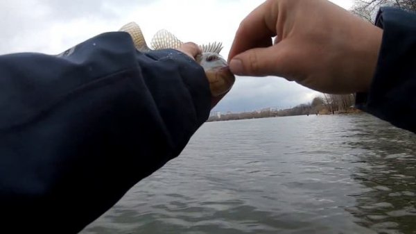 За Тиляпией ранней весной.