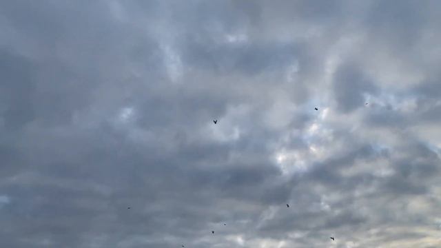 Агасиевские бойные голуби! смотреть онлайн