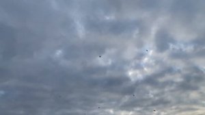 Агасиевские бойные голуби!