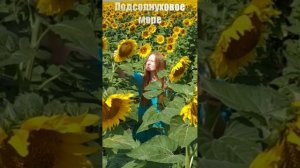Подсолнуховое море