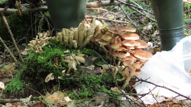 Opieńka miodowa Armillaria mellea 2 смотреть онлайн