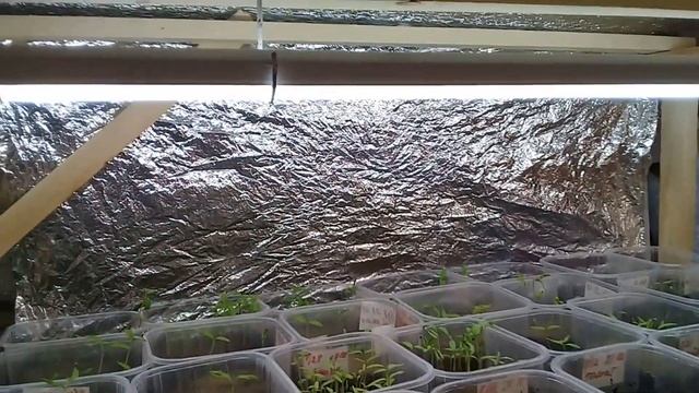 Стеллаж для рассады с подсветкой. Какие лампы использовать. Фитолампы или обычные, есть ли разница смотреть онлайн